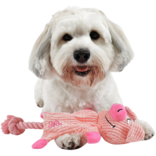 Lille hvid hund med rødlig misfarvet pels omkring munden ligger med et lyserødt griselegetøj